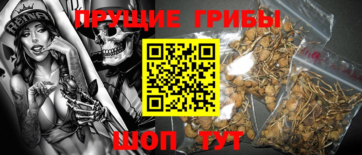 Ахтубинск  где купить наркотик  Псилоцибиновые грибы мицелий  Вход с VPN  Галлюциногенные грибы прущие грибы 